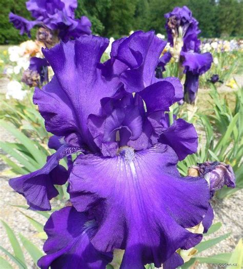 Forum / Obrázek : Kosatec Cantrell s Raiders | Garten.cz