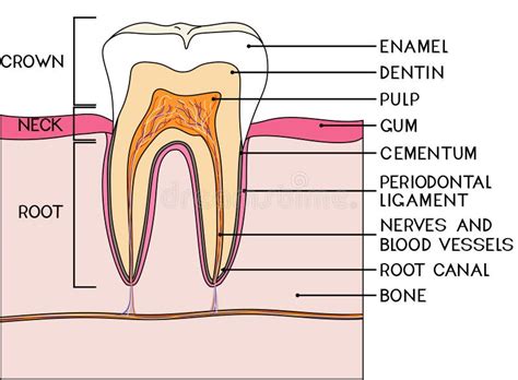 Parts of Human Tooth. Scheme of Structure of Tooth (molar) in Cross ...