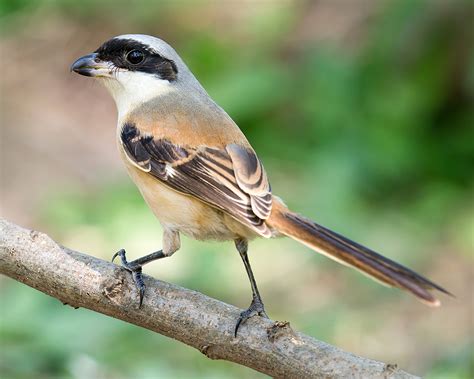 Long-tailed Shrike in Shanghai - Shanghai Birding 上海观鸟