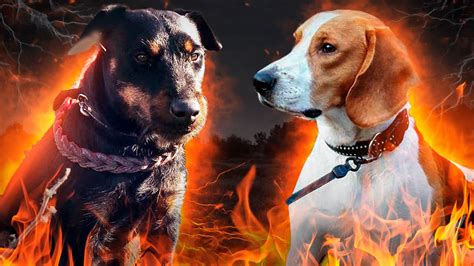 Ягдтерьер атакует Эстонскую Гончую - YouTube