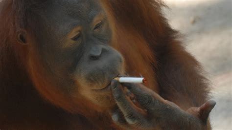 Smoking Indonesian orangutan forced to quit - ABC News