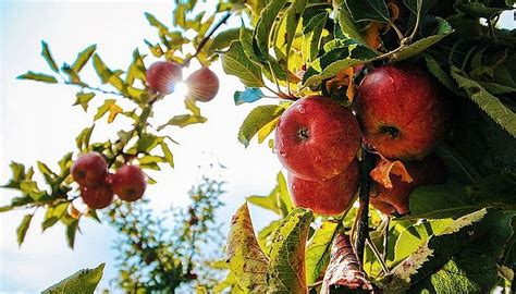 Soiuri De Mar Si Par Produse Si Cultivate In Romania Farmbee