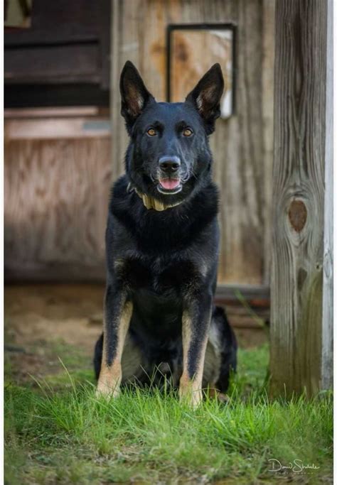 Police Say Goodbye To Beloved K9 After 7 Years Of Service In Western