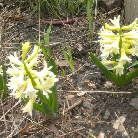 Ці гіацинти з часом змігили колір і стали повністью білими Plants ...