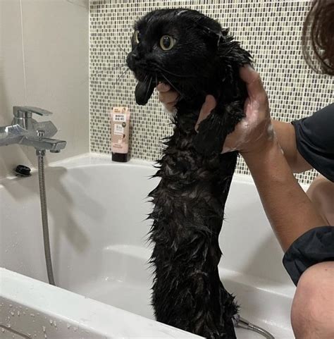 Гусеничка | Пикабу