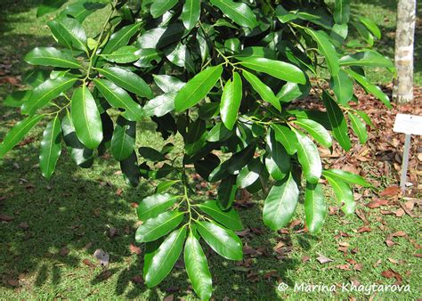 Trees Of Tropical Asia Diospyros Nigra
