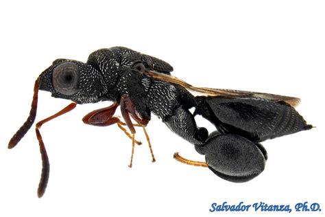 Hymenoptera-Chalcididae-Dirhinus-Chalcidid Wasps (E) - Urban Programs ...