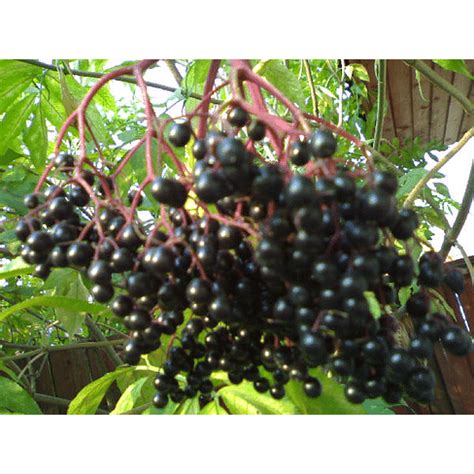 Купить Саженцы бузины чёрной (Sambucus Nigra) Садоград 1-2-3хлетние ...