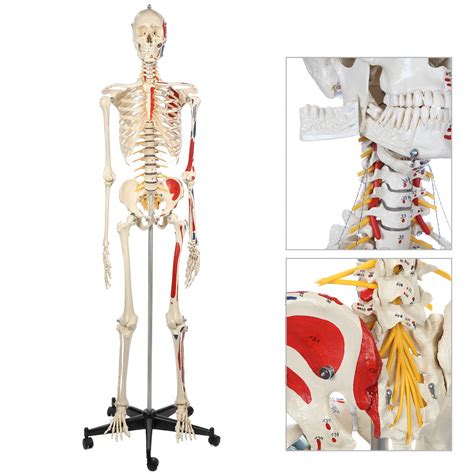 Buy Rudiger Anatomie Human Skeleton With Flexible Spine Muscle