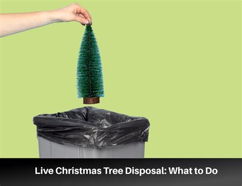 Christmas Tree Disposal Heres How To Get Rid Of Your Tree