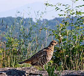 Virginia wildlife & wildflowers | Shenandoah National Park