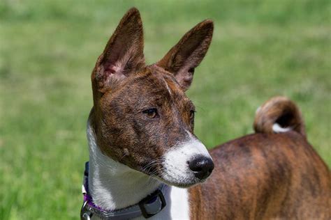 Basenji Puppies In Pennsylvania | Hailey Reports