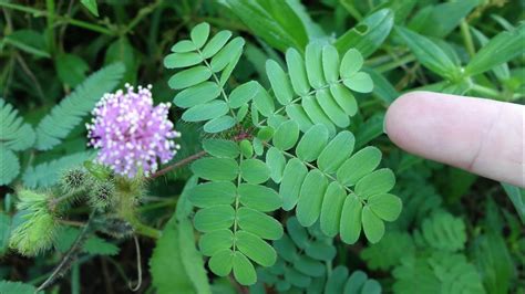 Planta Sensible Al Tacto Ci Rrate Ci Rrate Doncella Dormilona Mata