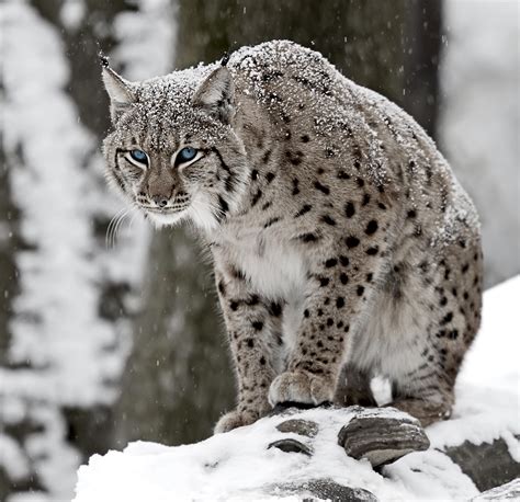 The Iberian lynx (Lynx pardinus) The Iberian lynx is considered