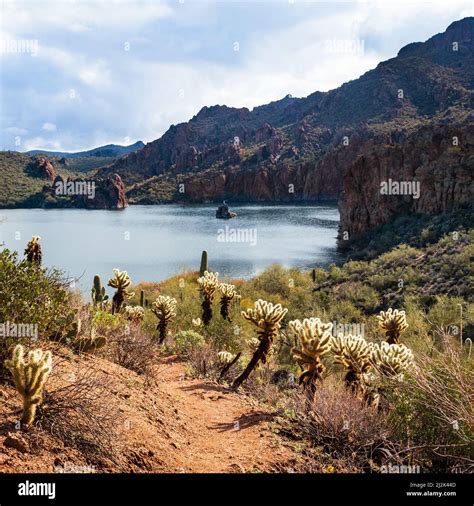 View of Saguaro Lake cove with cholla cacti from the Butcher Jones hiking trail at Tonto ...