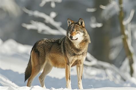 Premium Photo Gray Wolf Canis Lupus Wolf Standing In The Snow Captive