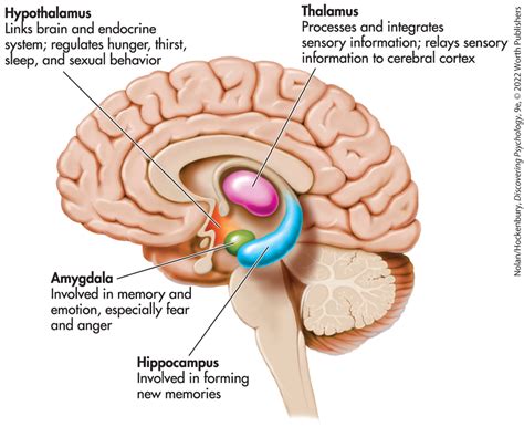 Psy Ch Midbrain Diagram Quizlet