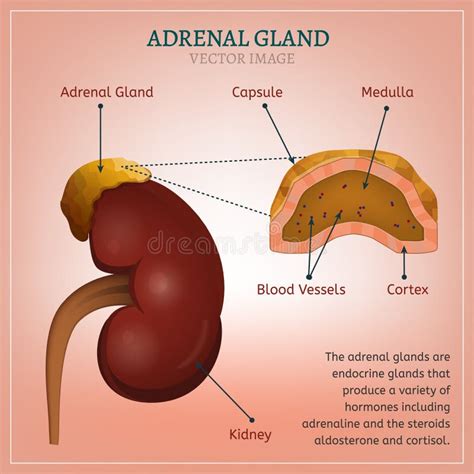 Adrenal Gland Image Stock Vector Illustration Of Medulla 98372660