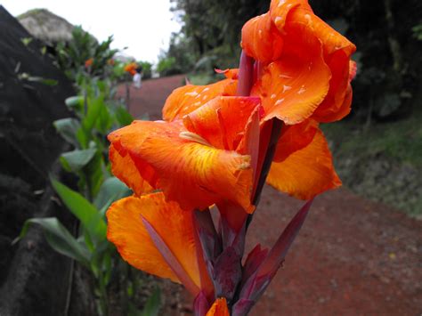 Orange Canna Lily by wkdown on deviantART