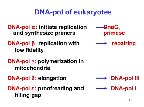 Dna Replication In Prokaryotes And Eukaryotes