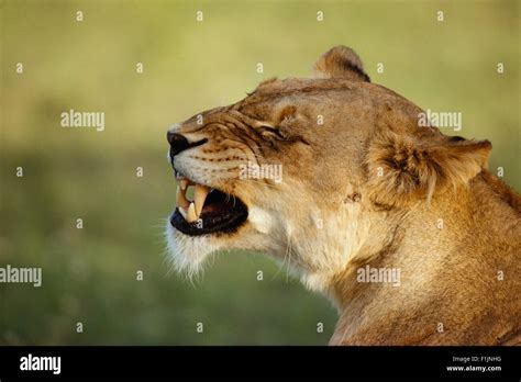 Snarling Lioness