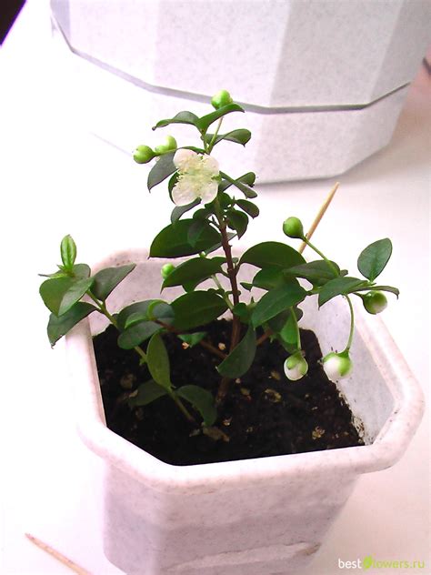 Мирт лума (72 фото) - фото - картинки и рисунки: скачать бесплатно