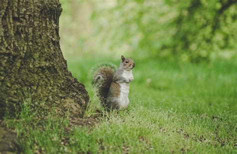 Eight Tips For How To Get Rid Of Squirrels In The Yard World Class