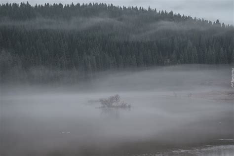 Mgła nad rzeką i lasem