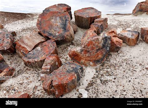 Petrified Fallen Trees From The Late Triassic Period Around 225