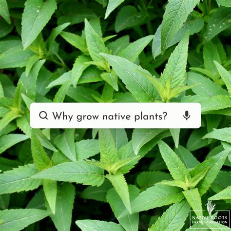 Why We Should All Grow Native Plants Native Roots Farm Foundation