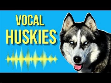 Unveiling The Husky Voice Examples And Characteristics That Define A Distinctive Sound