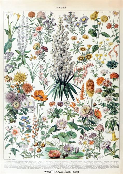 Printable Botanical Prints