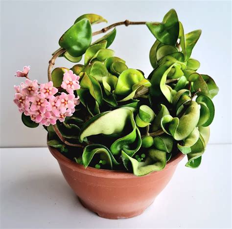 Flor De Cera Hoya Carnosa Compacta Verde Amor Jardinagem