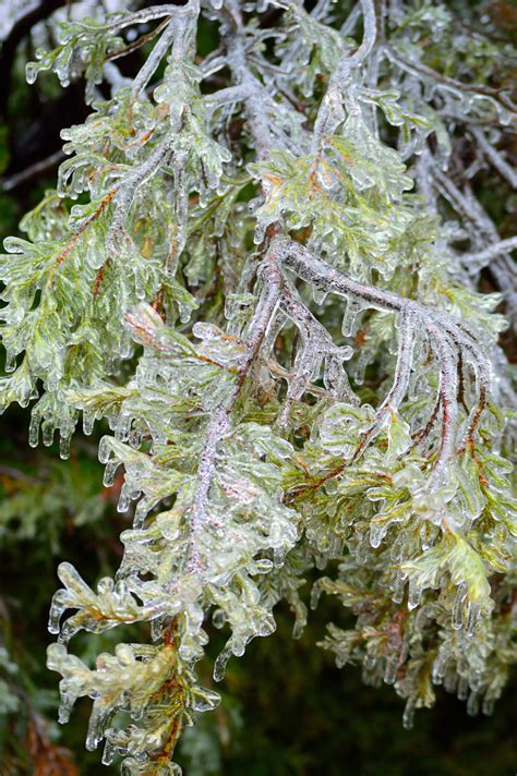 Free Images Tree Nature Branch Winter Leaf Flower Frost Food