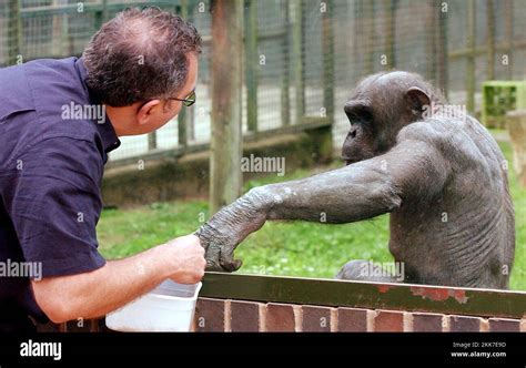Healer Richard Currall With Chimpanzee Jambo At Twycross Zoo