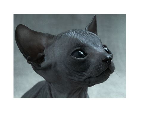 Сфинкс Черный С Голубыми Глазами - 62 фото