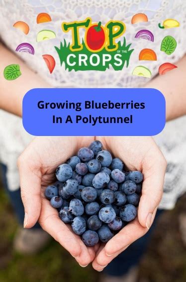 Top Of The Crops Blueberries Growing Guide First Tunnels