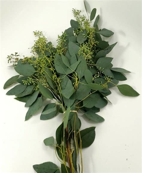 eucalyptus seeded daisydiyflowers