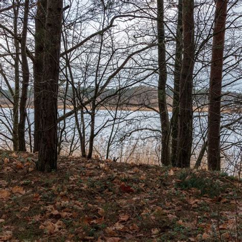 Naked Tree Branches In Late Autumn With No Leaves Stock Image Image Of Garden Summer 133261881