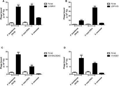 Frontiers Peptides Derived From A Phage Display Library Inhibit