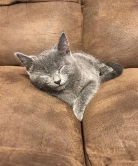 Depressed Ape On Twitter RT EuphoriTori Who Wants To See My Pussy