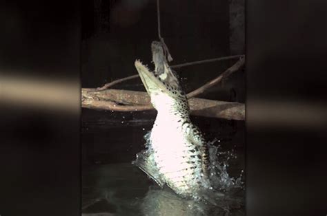 World’s deadliest crocodile attacks in TERRIFYING slow-motion video