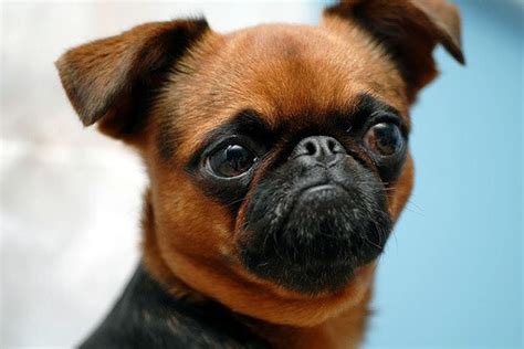 27 Short And Long Haired Brussels Griffon Puppies 2024