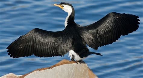 Der Kormoran - ein echter Vielfraß!