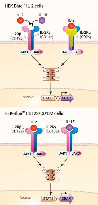 Il 2 And Il15 Reporter Cells Invivogen