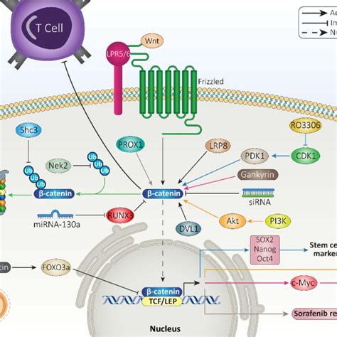 β Catenin Signaling Determines Therapy Response Of Hcc Cells Download Scientific Diagram