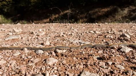 Pine Processionary Caterpillars In Spain Here S Everything You Need To