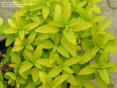 Plantfiles Pictures Caryopteris Autumn Blue Spiraea Bluebeard