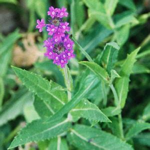 Verveine Droite VERBENA Rigida Venosa Fleurir Son Jardin