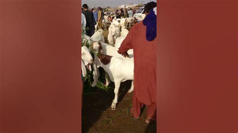 Bakra Mandi Hyderabad Heavy Goat Today Youtube
